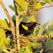 Yellow-shouldered Blackbird